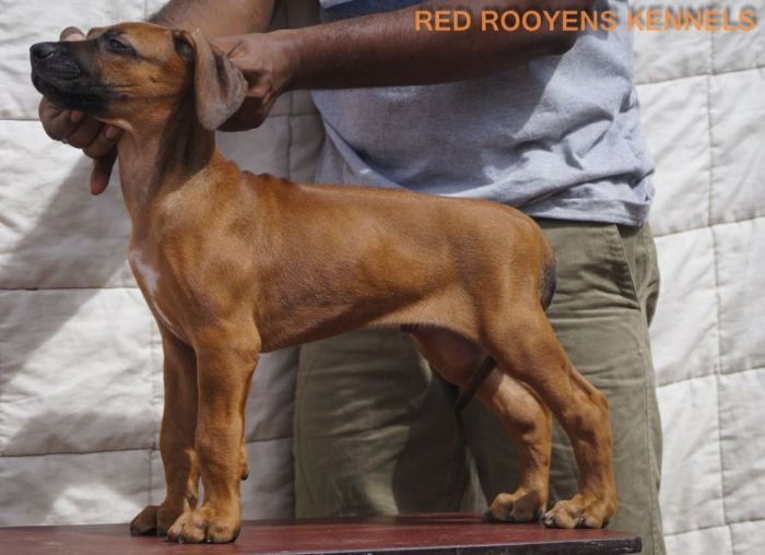 DogsIndia.com - Rhodesian Ridgeback- Red Rooyens Kennel