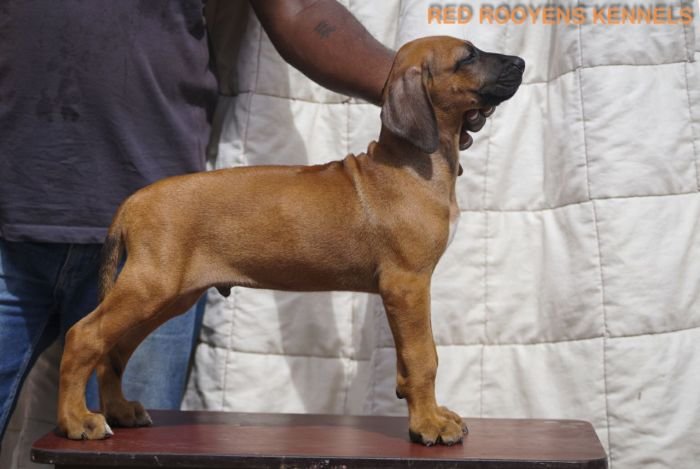 DogsIndia.com - Rhodesian Ridgeback- Red Rooyens Kennel