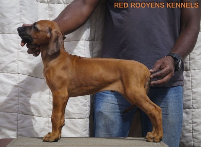 DogsIndia.com - Rhodesian Ridgeback- Red Rooyens Kennel