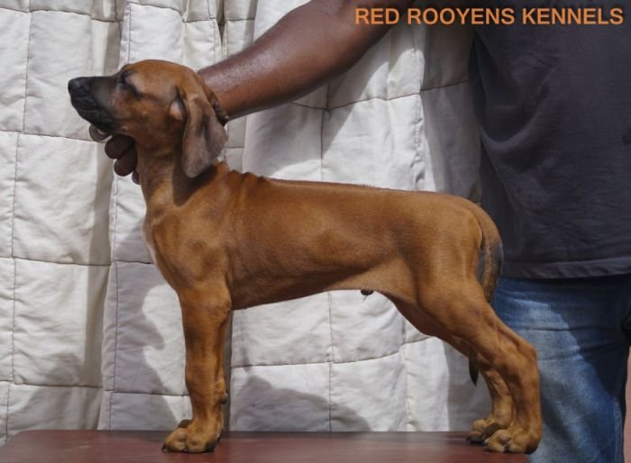 DogsIndia.com - Rhodesian Ridgeback- Red Rooyens Kennel