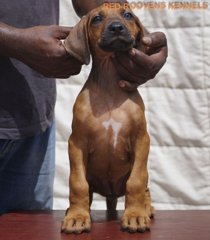 DogsIndia.com - Rhodesian Ridgeback- Red Rooyens Kennel