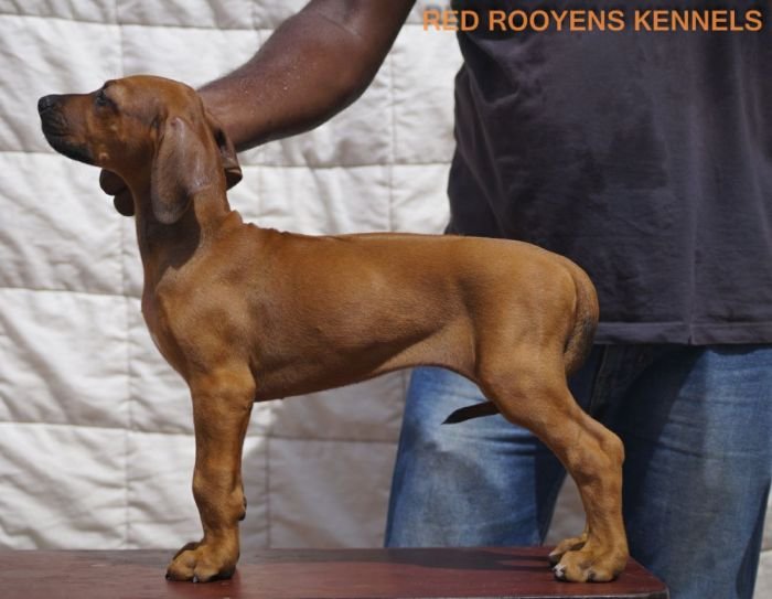 DogsIndia.com - Rhodesian Ridgeback- Red Rooyens Kennel