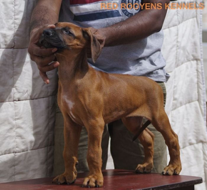 DogsIndia.com - Rhodesian Ridgeback- Red Rooyens Kennel