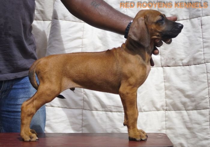 DogsIndia.com - Rhodesian Ridgeback- Red Rooyens Kennel