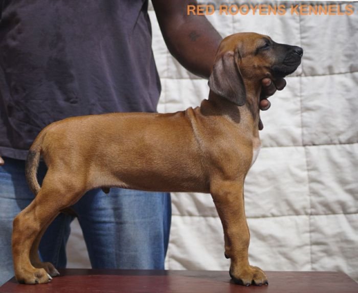 DogsIndia.com - Rhodesian Ridgeback- Red Rooyens Kennel
