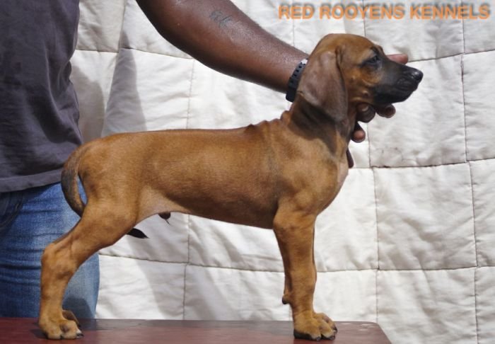 DogsIndia.com - Rhodesian Ridgeback- Red Rooyens Kennel