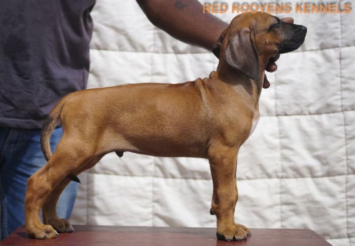 DogsIndia.com - Rhodesian Ridgeback- Red Rooyens Kennel