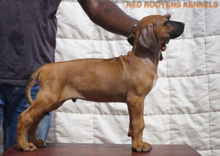 DogsIndia.com - Rhodesian Ridgeback- Red Rooyens Kennel