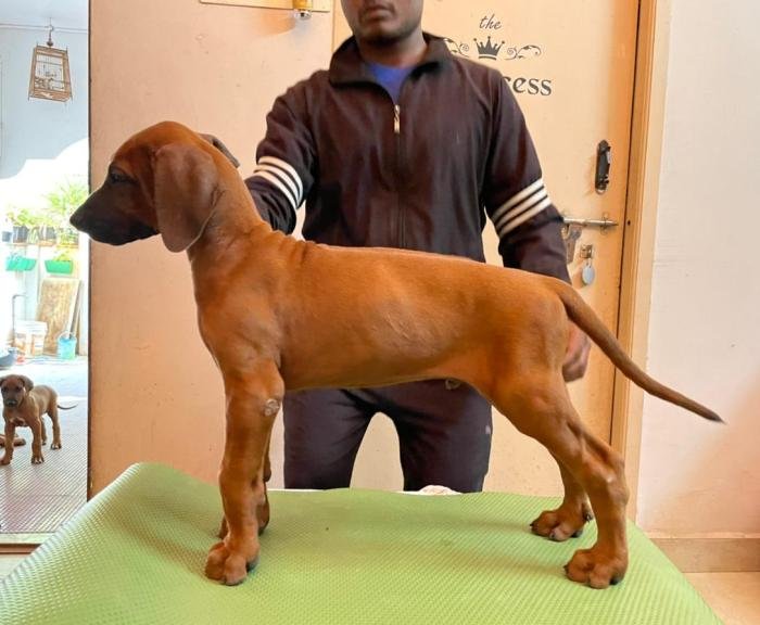 DogsIndia.com - Rhodesian Ridgeback- Red Rooyens Kennel