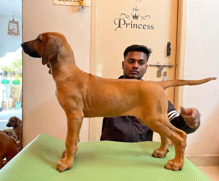 DogsIndia.com - Rhodesian Ridgeback- Red Rooyens Kennel