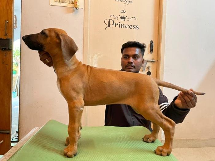 DogsIndia.com - Rhodesian Ridgeback- Red Rooyens Kennel