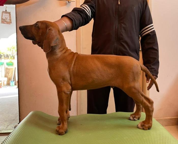 DogsIndia.com - Rhodesian Ridgeback- Red Rooyens Kennel