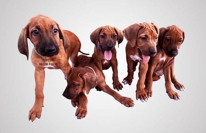 DogsIndia.com - Rhodesian Ridgeback - Umesh