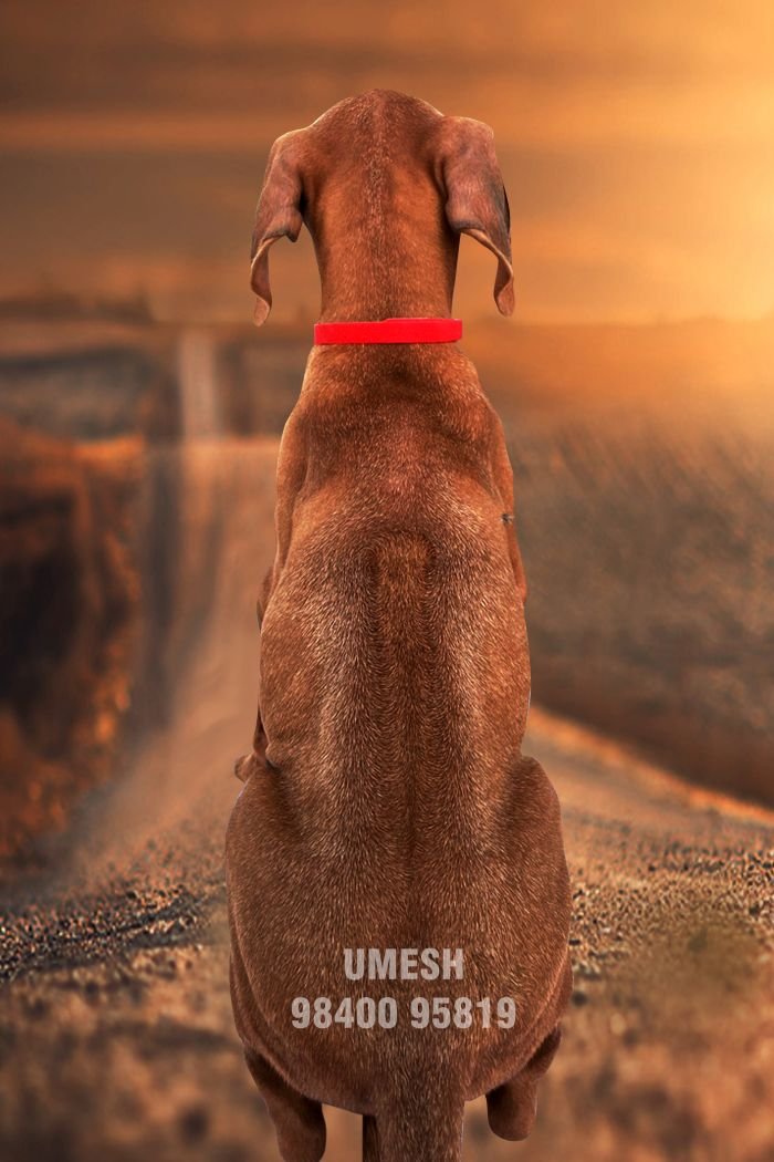 DogsIndia.com - Rhodesian Ridgeback - Umesh