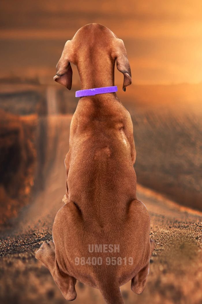 DogsIndia.com - Rhodesian Ridgeback - Umesh