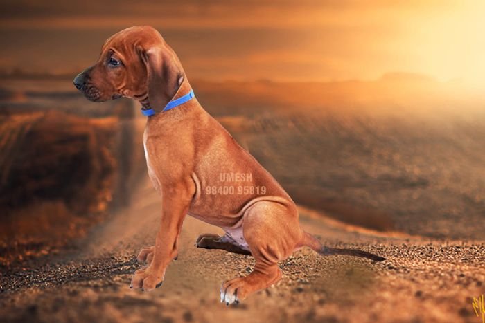 DogsIndia.com - Rhodesian Ridgeback - Umesh