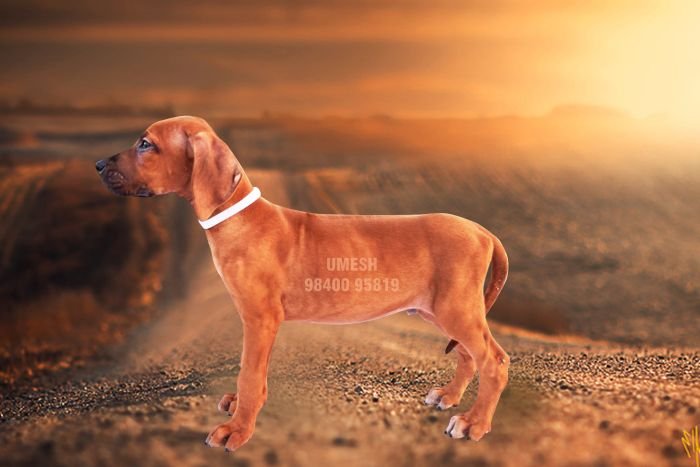 DogsIndia.com - Rhodesian Ridgeback - Umesh