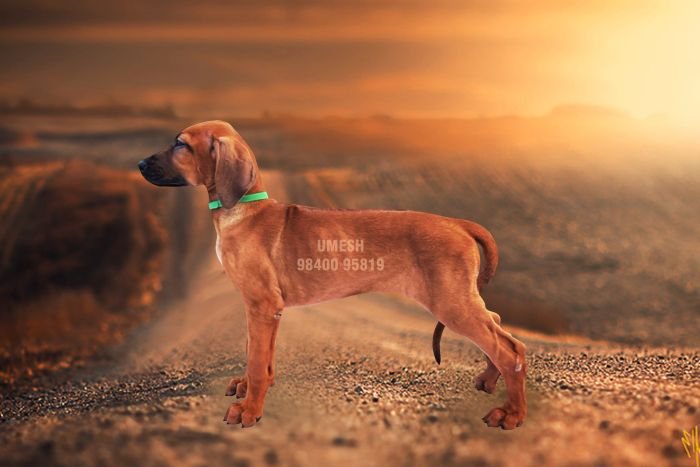 DogsIndia.com - Rhodesian Ridgeback - Umesh