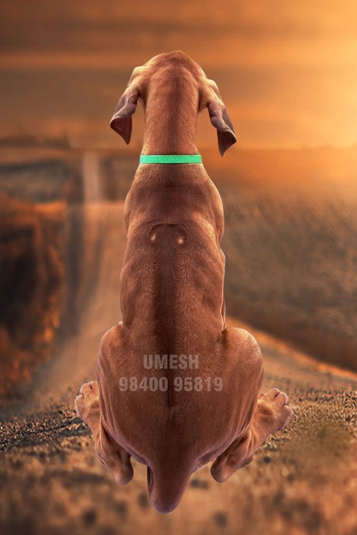 DogsIndia.com - Rhodesian Ridgeback - Umesh