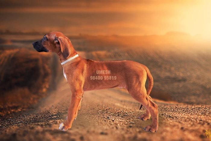 DogsIndia.com - Rhodesian Ridgeback - Umesh