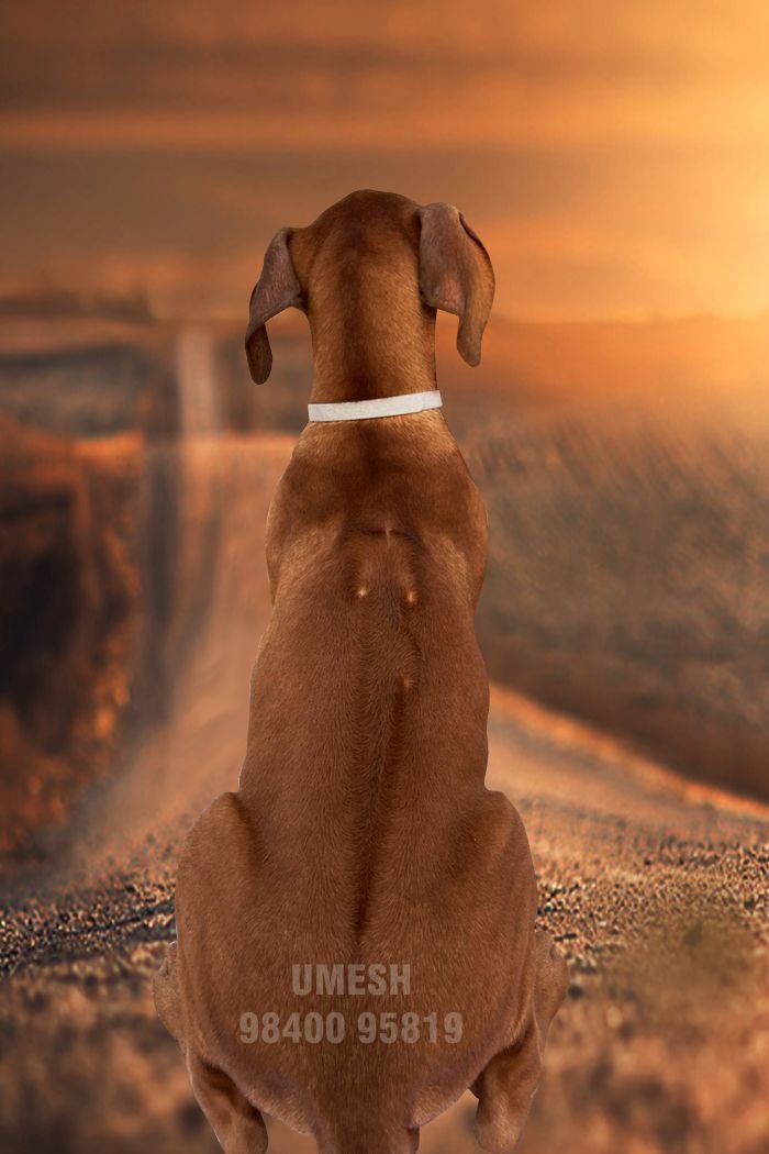 DogsIndia.com - Rhodesian Ridgeback - Umesh