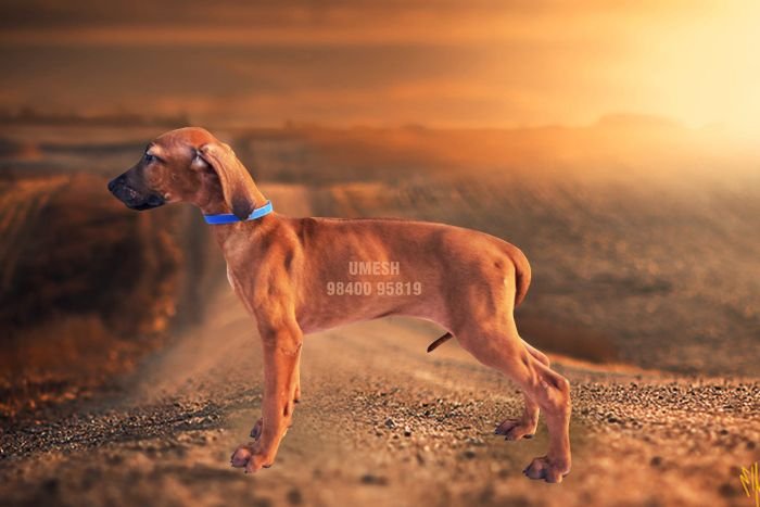 DogsIndia.com - Rhodesian Ridgeback - Umesh