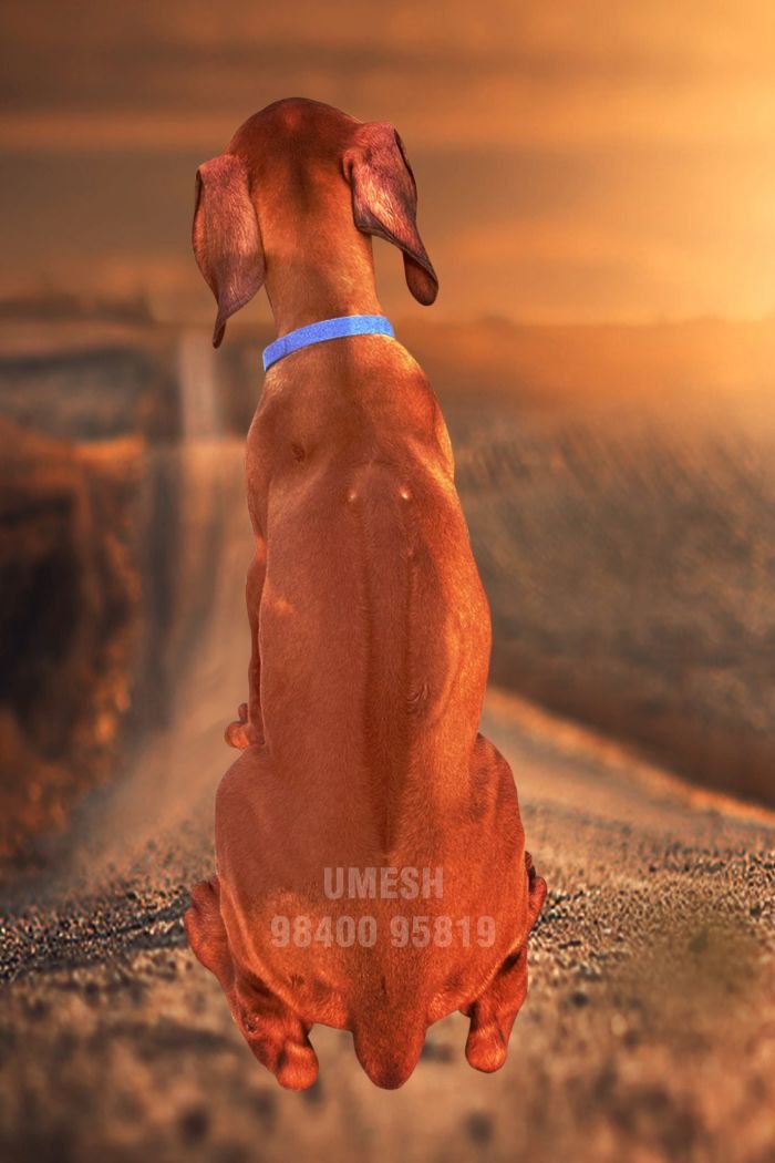 DogsIndia.com - Rhodesian Ridgeback - Umesh