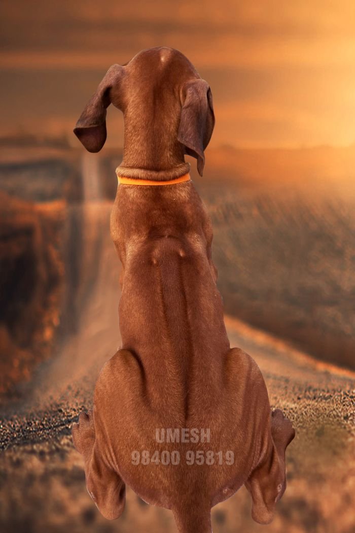 DogsIndia.com - Rhodesian Ridgeback - Umesh