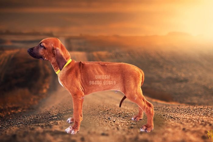 DogsIndia.com - Rhodesian Ridgeback - Umesh