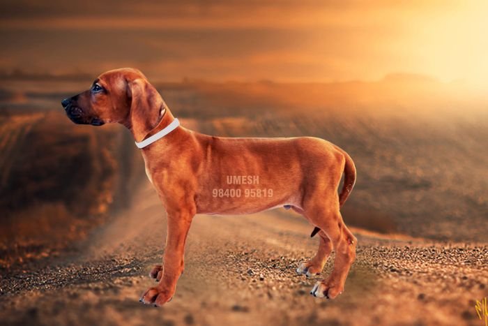 DogsIndia.com - Rhodesian Ridgeback - Umesh