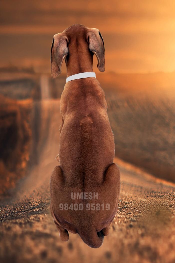 DogsIndia.com - Rhodesian Ridgeback - Umesh