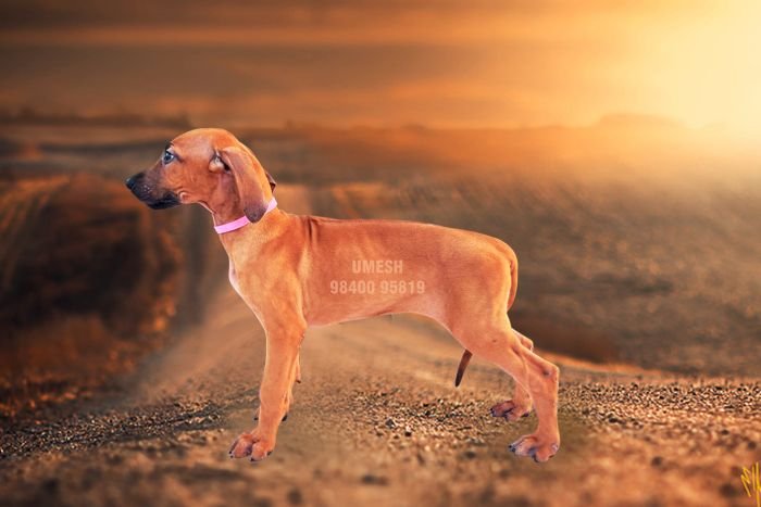 DogsIndia.com - Rhodesian Ridgeback - Umesh