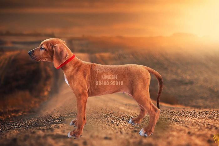 DogsIndia.com - Rhodesian Ridgeback - Umesh