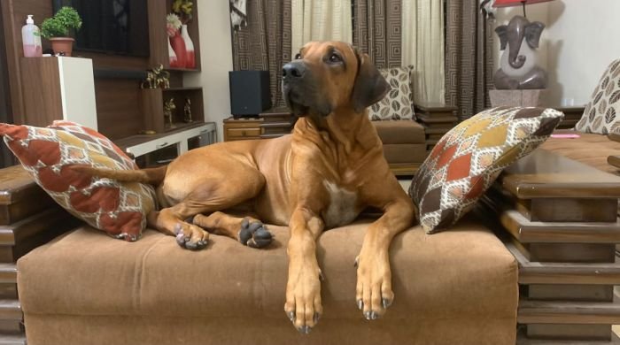 DogsIndia.com - Rhodesian Ridgeback - Umesh