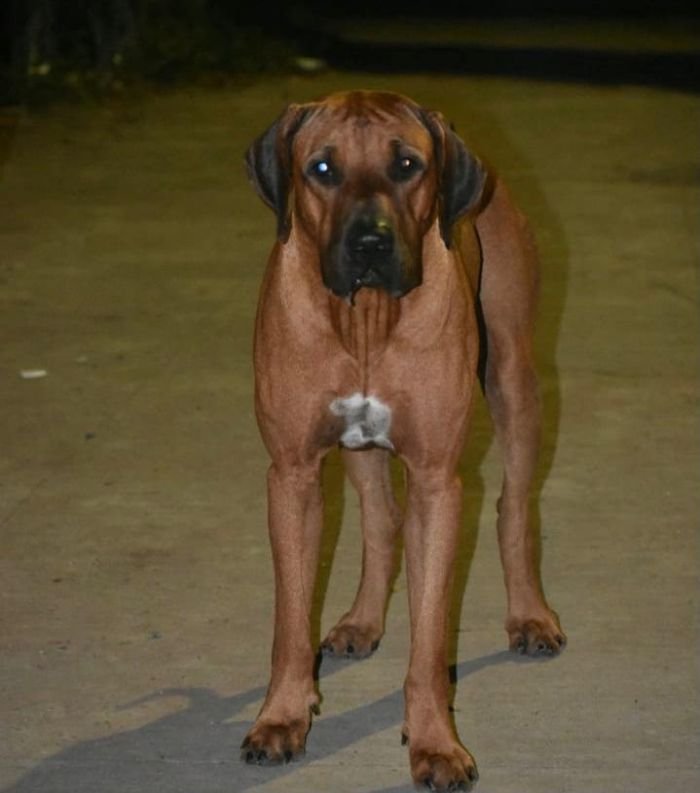 DogsIndia.com - Rhodesian Ridgeback - Umesh