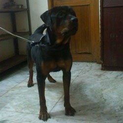rottweiler puppies for free adoption in mumbai dogs india all about dogs breeders breeds indian breeds and info related to dogs rottweiler puppies for free adoption in mumbai dogs india all about dogs breeders breeds indian breeds and info related to dogs