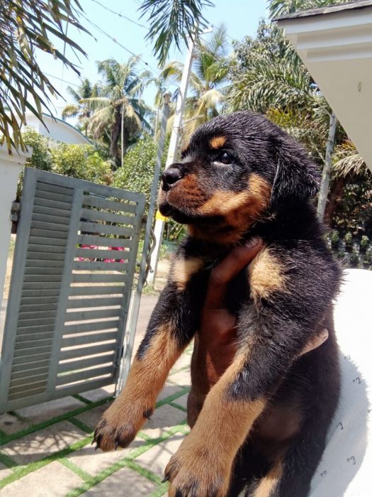 DogsIndia.com - Rottweiler - Snajas - Ajans