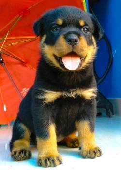 DogsIndia.com - Rottweiler - Snajas Kennel - Ajans