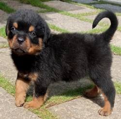 DogsIndia.com - Rottweiler - Snajas - Ajans