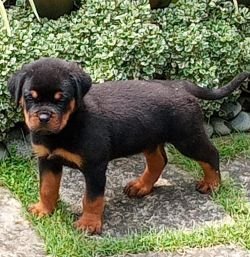 DogsIndia.com - Rottweiler - Snajas - Ajans
