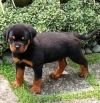 DogsIndia.com - Rottweiler - Snajas - Ajans