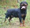 DogsIndia.com - Rottweiler - Marathon Riders, Amith Walton