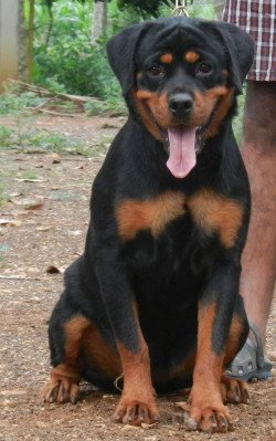 DogsIndia.com - Rottweiler - Marathon Riders, Amith Walton