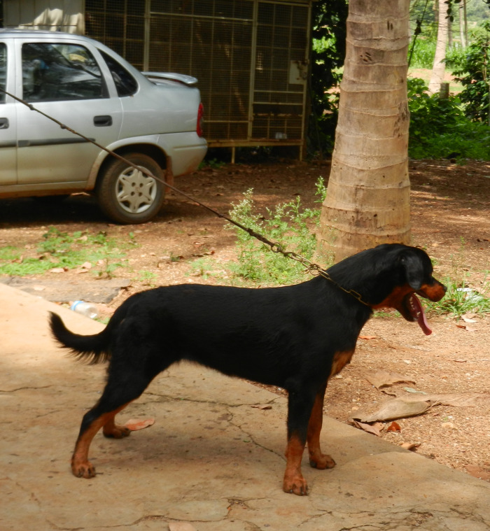 DogsIndia.com - Rottweiler - Marathon Riders, Amith Walton