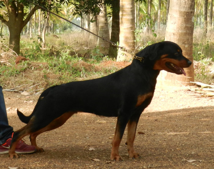 DogsIndia.com - Rottweiler - Marathon Riders - Amith Walton
