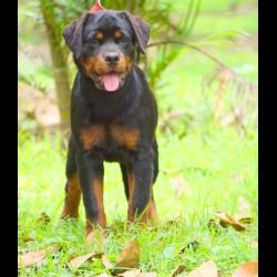 DogsIndia.com - Rottweiler - Amith - Marathon Riders