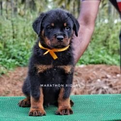 DogsIndia.com Rottweiler Marathon Riders Amith Walton