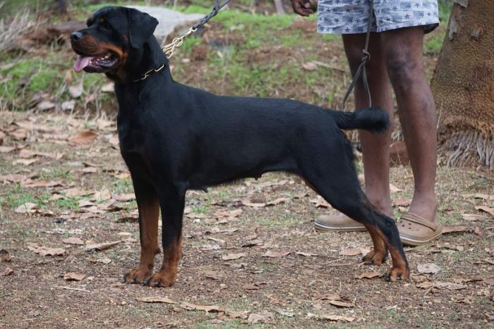 DogsIndia.com  Rottweiler  Amith  Marathon Riders