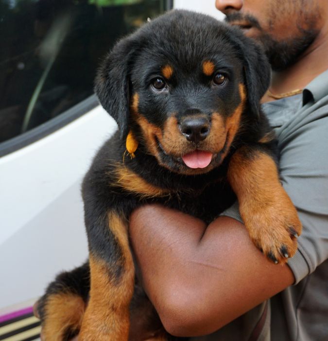 DogsIndia.com  Rottweiler  Amith  Marathon Riders
