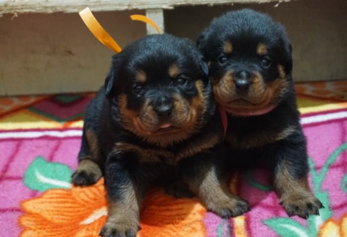 DogsIndia.com - Rottweiler - Marathon Riders